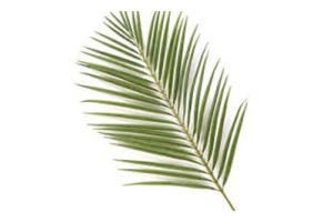 Palm Leaf